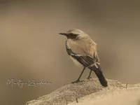 Woestijntapuit [Oenanthe deserti] - Coepelduyn Katwijk aan Zee Zuid-Holland (24nov2025)  